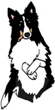 Shetlandsheepdog Sticker 7 sticker #15548090