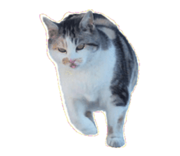 Cat8v8 sticker #15548364