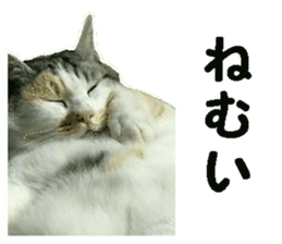 Cat8v8 sticker #15548368