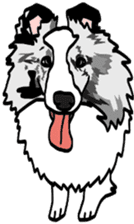 Shetlandsheepdog Sticker 6 sticker #15548543