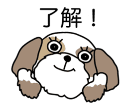 The neme of the Shih Tzu is Ramsay sticker #15553029