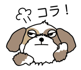 The neme of the Shih Tzu is Ramsay sticker #15553050