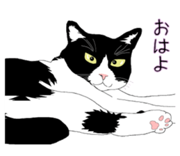 Stray cats in the garden. + kittens sticker #15553067