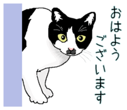 Stray cats in the garden. + kittens sticker #15553069