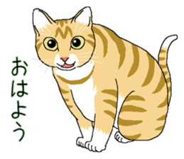 Stray cats in the garden. + kittens sticker #15553070