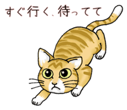 Stray cats in the garden. + kittens sticker #15553078