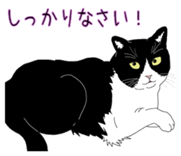 Stray cats in the garden. + kittens sticker #15553094