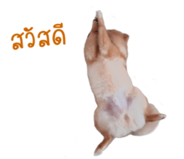 My name is Birthday sticker #15553330