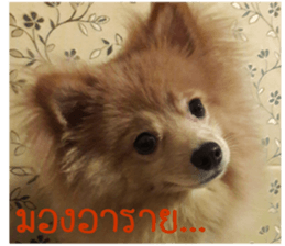 My name is Birthday sticker #15553368