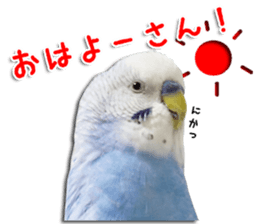 The parakeet "SAKU" sticker #15558434