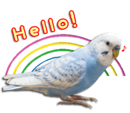 The parakeet "SAKU" sticker #15558435