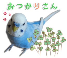 The parakeet "SAKU" sticker #15558436