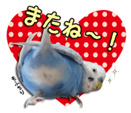 The parakeet "SAKU" sticker #15558437
