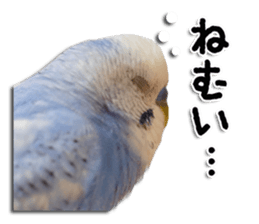 The parakeet "SAKU" sticker #15558438