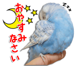 The parakeet "SAKU" sticker #15558439