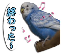 The parakeet "SAKU" sticker #15558441