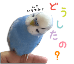 The parakeet "SAKU" sticker #15558442