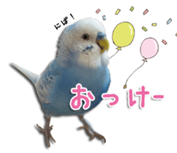 The parakeet "SAKU" sticker #15558443
