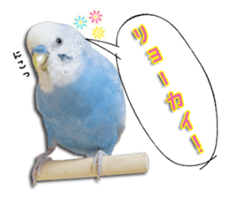 The parakeet "SAKU" sticker #15558444