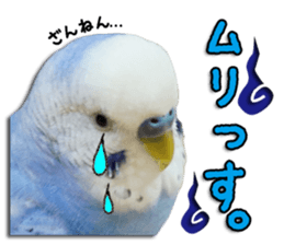 The parakeet "SAKU" sticker #15558445