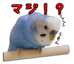 The parakeet "SAKU" sticker #15558446