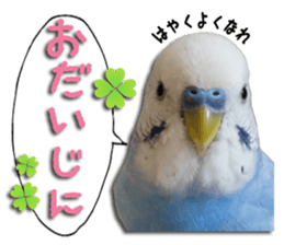 The parakeet "SAKU" sticker #15558448