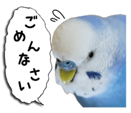 The parakeet "SAKU" sticker #15558451