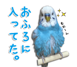 The parakeet "SAKU" sticker #15558453