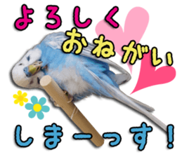 The parakeet "SAKU" sticker #15558454