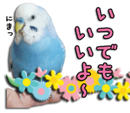 The parakeet "SAKU" sticker #15558455