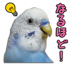 The parakeet "SAKU" sticker #15558456
