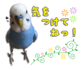 The parakeet "SAKU" sticker #15558458