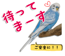 The parakeet "SAKU" sticker #15558459