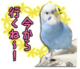 The parakeet "SAKU" sticker #15558460