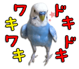 The parakeet "SAKU" sticker #15558462