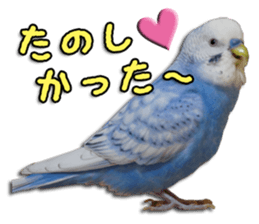 The parakeet "SAKU" sticker #15558463
