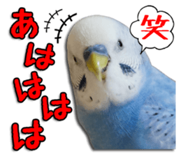 The parakeet "SAKU" sticker #15558464