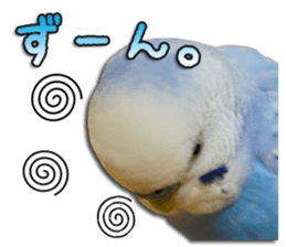 The parakeet "SAKU" sticker #15558466