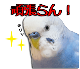 The parakeet "SAKU" sticker #15558467