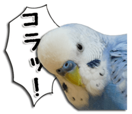 The parakeet "SAKU" sticker #15558470