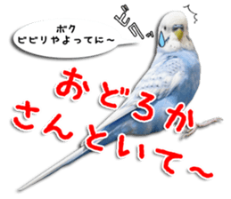 The parakeet "SAKU" sticker #15558471