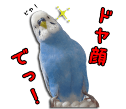 The parakeet "SAKU" sticker #15558472