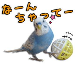 The parakeet "SAKU" sticker #15558473