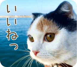 mugi325channel.2 sticker #15558515