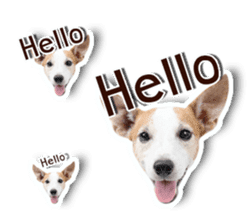 Jack Russel cutie and funny dog sticker #15563154