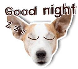 Jack Russel cutie and funny dog sticker #15563155