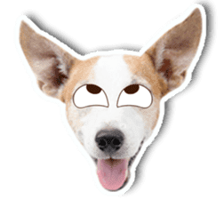 Jack Russel cutie and funny dog sticker #15563156
