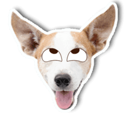 Jack Russel cutie and funny dog sticker #15563156