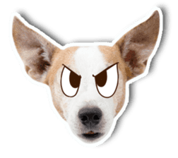 Jack Russel cutie and funny dog sticker #15563157