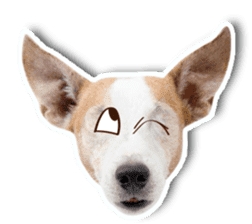 Jack Russel cutie and funny dog sticker #15563158